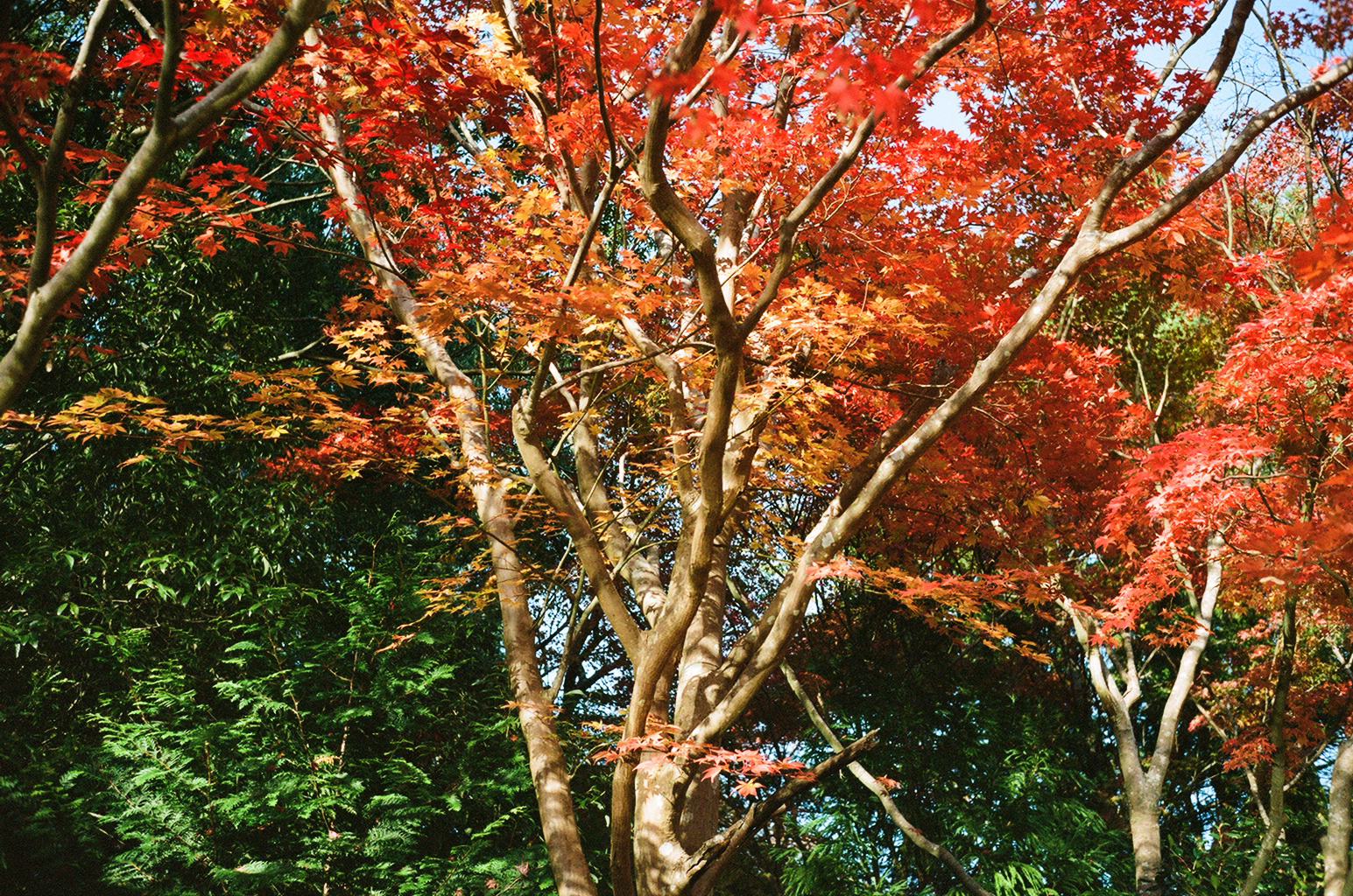 紅葉オーダーページ Amazon.co.jp: アルバムお品書き飾りにペーパークラフト 秋 赤紅
